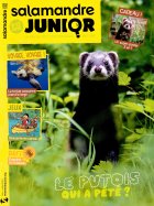 Salamandre Junior