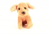 Le setter Irlandais (M2812-10)